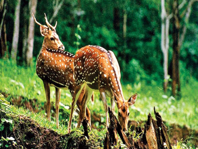 Wildlife